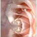 Декоративное панно VIP Кремовая роза 196х201 (6 листов)   купить в Смоленске