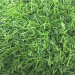 Искусственная трава 10 мм (2*25 м/п 30 м/п) купить в интернет-магазине RemontDoma