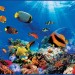 Декоративное панно VIP Коралловый риф 294х134 (6 листов) купить в Смоленске