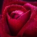 Декоративное панно Бархатная роза 134х98 (2 листа) купить в Смоленске