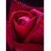 купить Декоративное панно Бархатная роза 134х98 (2 листа) в Смоленске