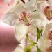 Декоративное панно Розовая орхидея 196х201 (6 листов) купить в Смоленске