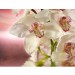 купить Декоративное панно Розовая орхидея 196х201 (6 листов) в Смоленске