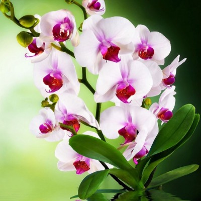 Декоративное панно VIP Орхидея 261х134 (6л) 