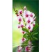 купить Декоративное панно VIP Орхидея 294х134 (6л)  в Смоленске