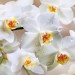 Декоративное панно Белая орхидея 196х134 (4 листа) купить в Смоленске