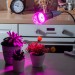 купить Лампа светодиодная для растений. Форма "A", прозрачная. LED-A60-15W/SPSB/E27/CL PLP30GR в Смоленске