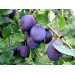 Минеральное удобрение Для плодовых деревьев и ягодных культур (0,9кг) 