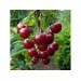 Минеральное удобрение Для плодовых деревьев и ягодных культур (0,9кг) купить в интернет-магазине RemontDoma