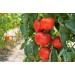  Минеральное удобрение Для томатов, перцев и баклажанов (0,9кг) купить в интернет-магазине RemontDoma