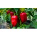Минеральное удобрение Для томатов, перцев и баклажанов (0,9кг) 