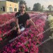Купить Партнер Петуния серия Итальянка МАНУЭЛЛА F1 /многоцветковая каскадная розовая 5 шт. в амп в Смоленске