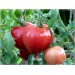 Купить Агровита для томатов,перцев и баклажанов 100г в Смоленске