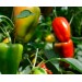 Агровита для томатов,перцев и баклажанов 100г купить в Смоленске